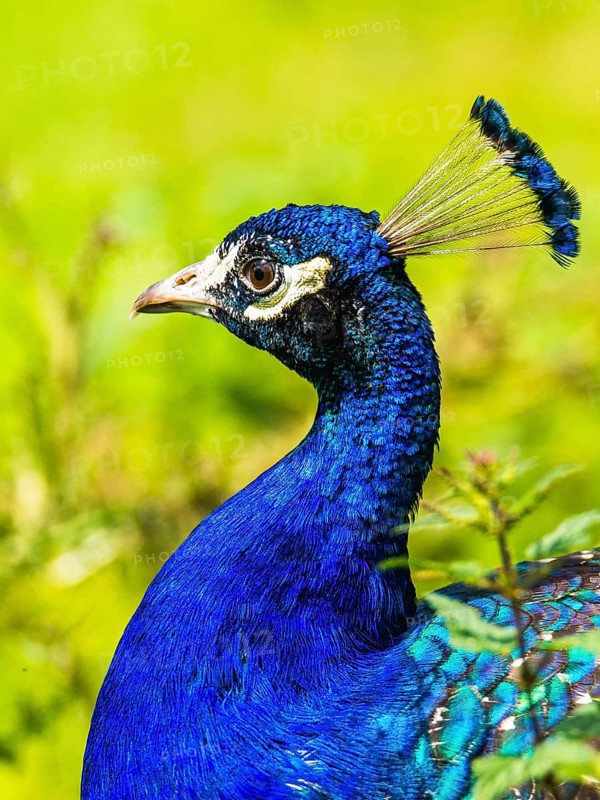 Portrait of Male Indian Peafowl (Pavo cristatus)