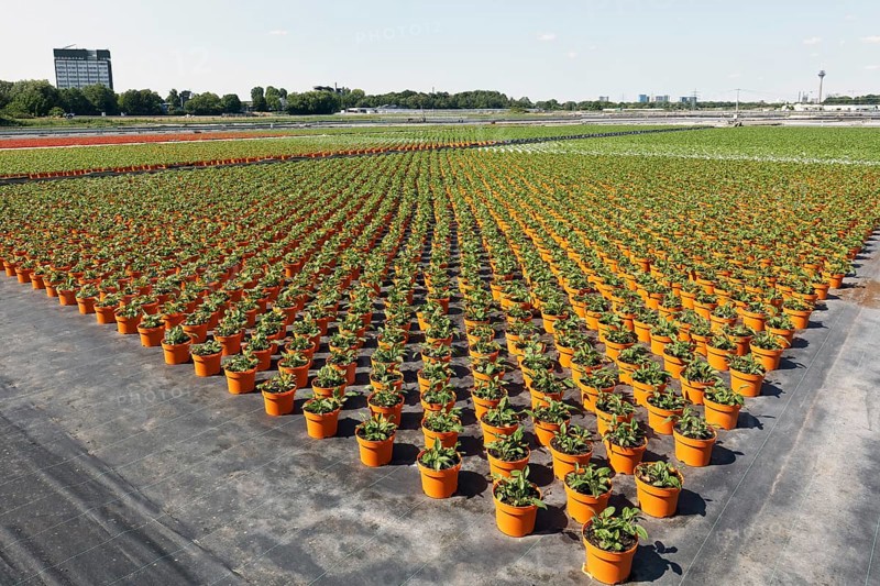 Field with yellow growing pots in a row, coneflower (Echinacea), nursery in the Volmerswerth district, Düsseldorf, North Rhine-Westphalia, Germany, Europe