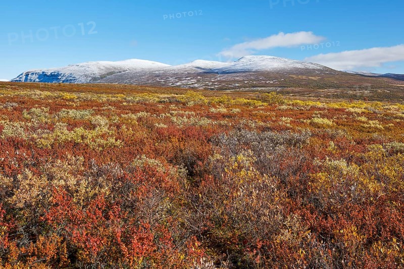 Dovrefjell National Park in autumn, mountains with snow, Oppdal, Norway, Europe