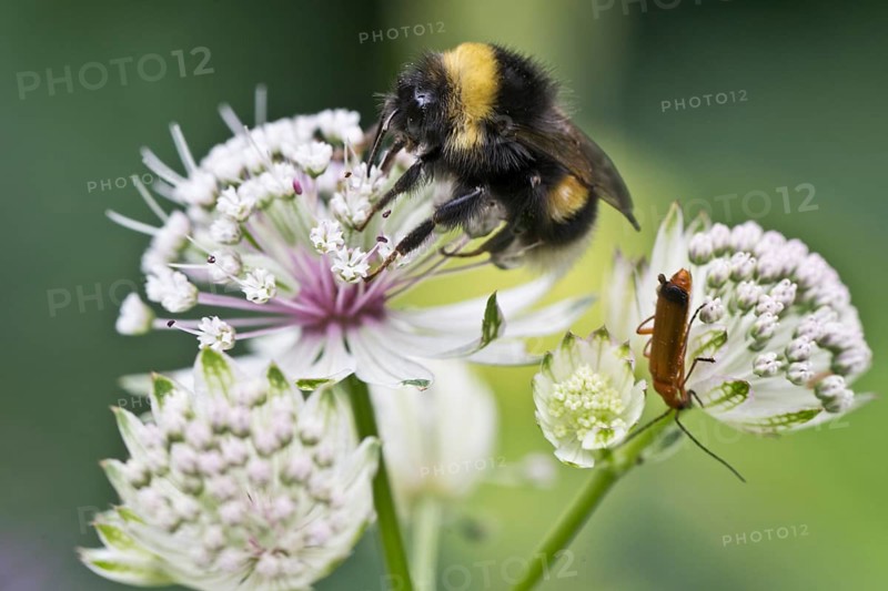 White-tailed bumblebee (Bombus lucorum) on Starthistle (Astrantia major), Emsland, Lower Saxony, Germany, Europe