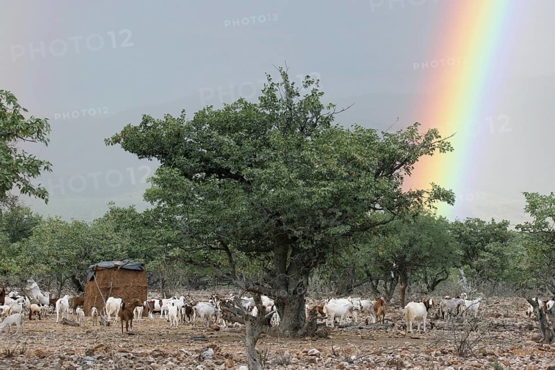 Geiten en regenboog in Namibië, Zuid-Afrika Goats and rainbow in Namibia, South Africa, Africa