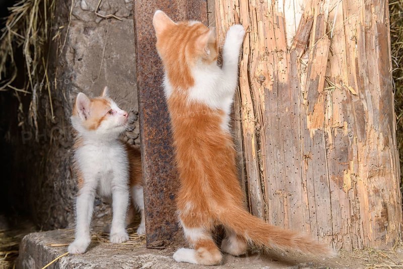 Two kittens playing in a farmhouse. Bas-Rhin, Collectivite europeenne d'Alsace, Grand Est, France, Europe