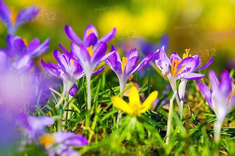 Spring bloomers in the Great Garden