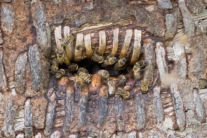 Honey bees (Apis mellifera) at the oviposition hole of a beehive, Lower Saxony, Germany, Europe