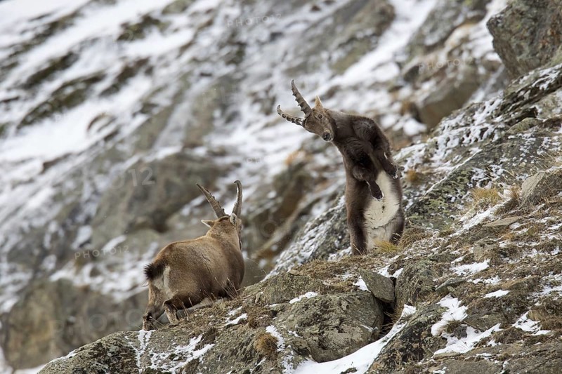 Two young Alpine ibex (Capra ibex) males fighting on mountain slope during the rut in winter, Gran Paradiso National Park, Italian Alps, Italy, Europe