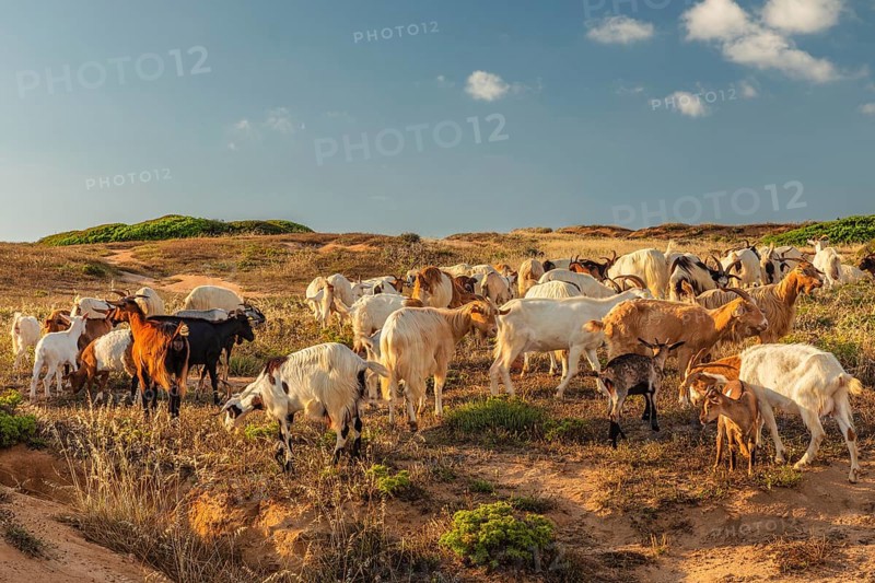 Goats at Capo Pecora, Costa Verde, Sulcis Iglesiente, Sardinia, Italy, Buggerru, Sardinia, Italy, Europe