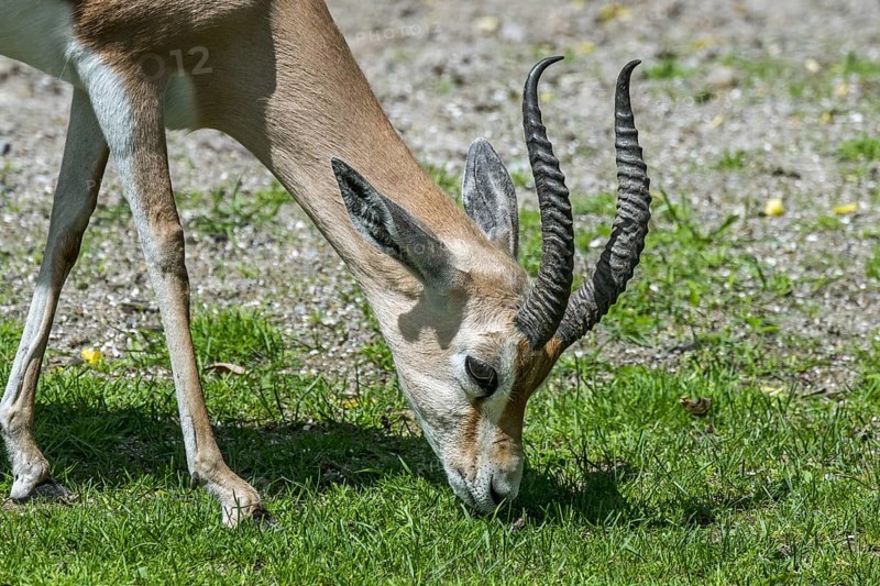 Dorcas gazelle (Gazella dorcas), ariel gazelle (Capra dorcas) grazing grass, native to semidesert climates of Africa and Arabia
