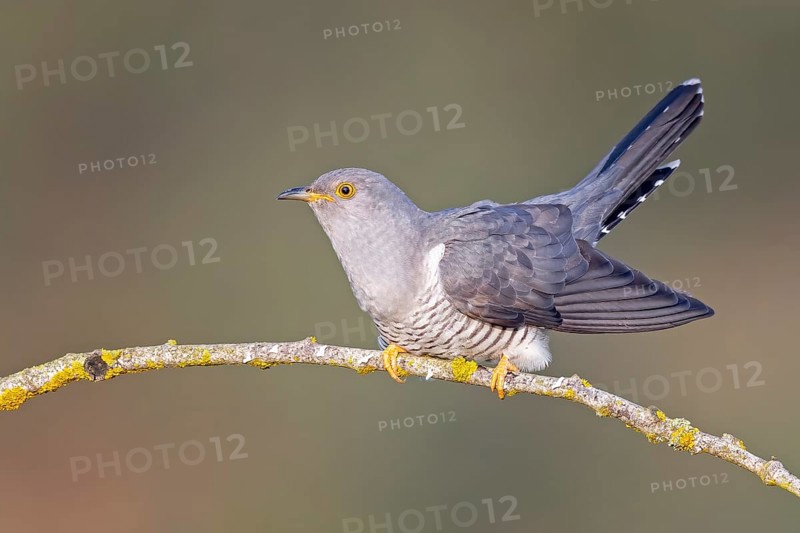 Common cuckoo (Cuculus canorus) calling, courting, male on dry branch, calling station, Middle Elbe Biosphere Reserve, Saxony-Anhalt, Germany, Europe