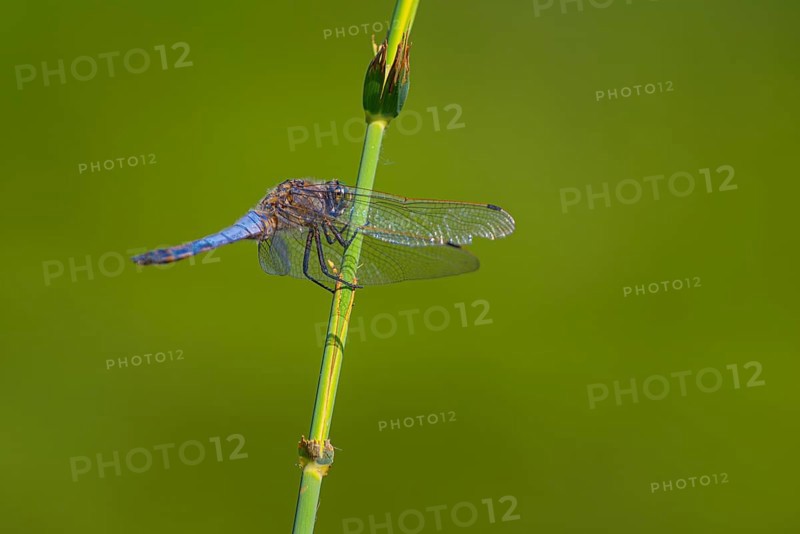 Close-up, black-tailed skimmer (Orthetrum cancellatum), male, Neustadt am Rübenberge, Germany, Europe