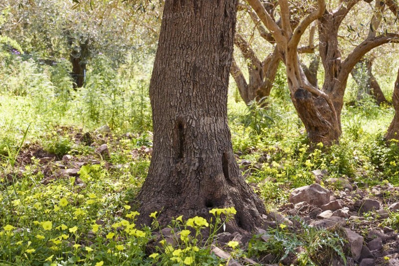 Gole di Tiberio, Historical gorge, High cliffs, Detail, Tree trunk, Trees, Yellow flowers, Madonie National Park, Spring, Sicily, Italy, Europe