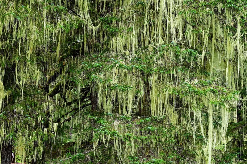 Lichen (Alectoria sarmentosa) in temperate rainforest, Vancouver Island, British Columbia, Canada, North America