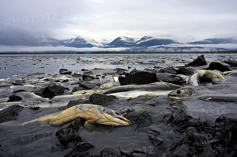 Pink salmons (Oncorhynchus gorbuscha) lie dead at the mouth of the river and in the sea bay after spawning, Prince William Sound, Alaska, USA, North America