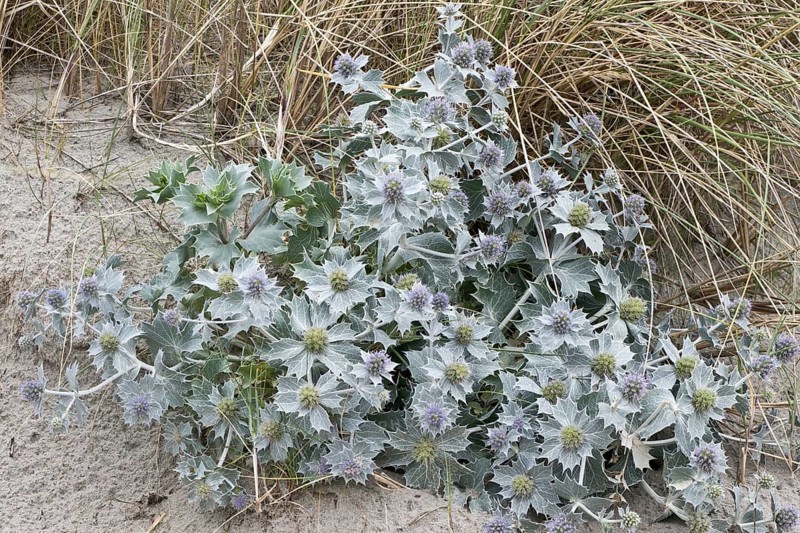 Sea holly (Eryngium maritimum), Terschelling, Netherlands