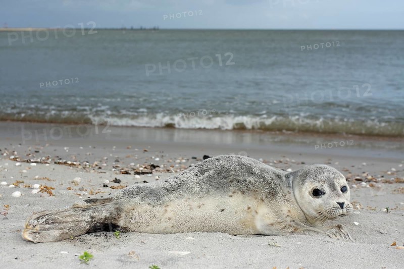 Common harbor seal (Phoca vitulina), howler, young resting on the beach, Lower Saxony Wadden Sea National Park, Lower Saxony, Germany, Europe