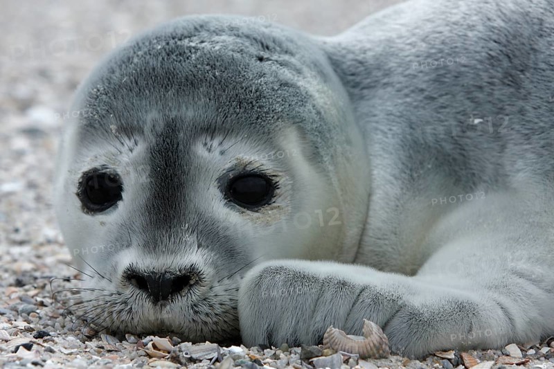 Harbor seal (Phoca vitulina), portrait of a howler, pup on the beach, Lower Saxony Wadden Sea National Park, Lower Saxony, Germany, Europe