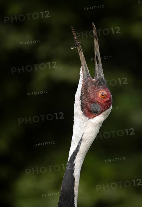White-naped crane (Grus vipio), animal portrait, captive, calls, Germany, Europe