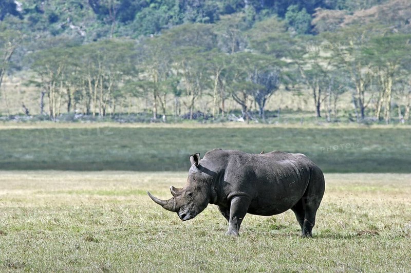 White rhinoceros (Ceratotherium simum), Lake Nakuru National Park, Kenya, East Africa, Africa