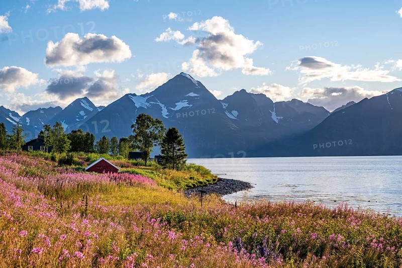 Flower field on the coast of the Lyngenfjord, blooming sally (Epilobium angustifolium), Fjord with mountains, Lyngen Alps, Lyngen, Troms og Finnmark, Norway, Europe