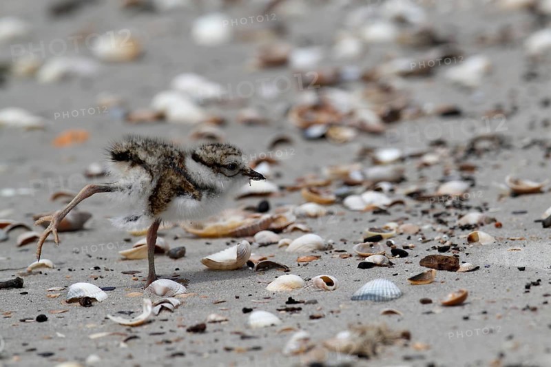 Little Ringed Plover (Charadrius hiaticula), young bird foraging on the beach, Lower Saxon Wadden Sea National Park, East Frisian Islands, Lower Saxony, Germany, Europe