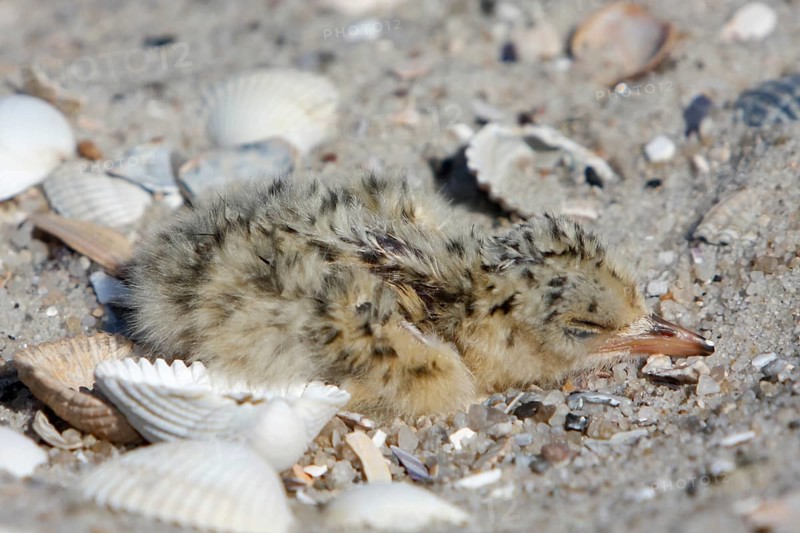 Little Tern (Sternula albifrons), newly hatched chick in clutch, Lower Saxon Wadden Sea National Park, East Frisian Islands, Lower Saxony, Germany, Europe