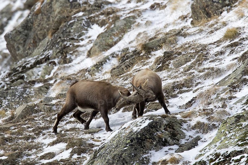Two young Alpine ibex (Capra ibex) males fighting on mountain slope during the rut in winter, Gran Paradiso National Park, Italian Alps, Italy, Europe