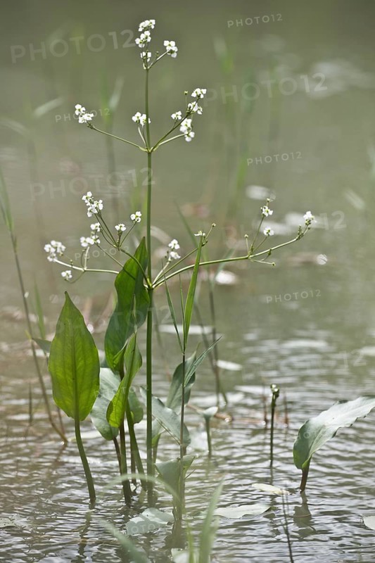Frogspoon (Alisma plantago-aquatica), Emsland, Lower Saxony, Germany, Europe