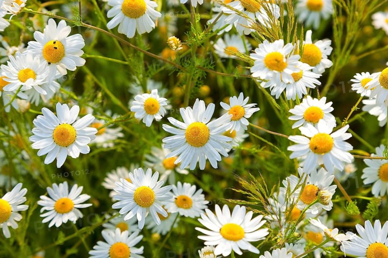 Wild ox-eye daisy, also known as meadow daisy (Leucanthemum vulgare) or meadow rampion, is the eponymous species of the daisy genus in the composite family (Asteraceae)