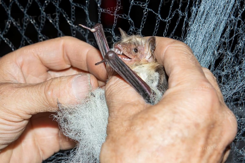 Greater mouse-eared bat (Myotis myotis) is released from the trapping net and ringed and after ringing the animal is released again, Brandenburg, Germany, Europe