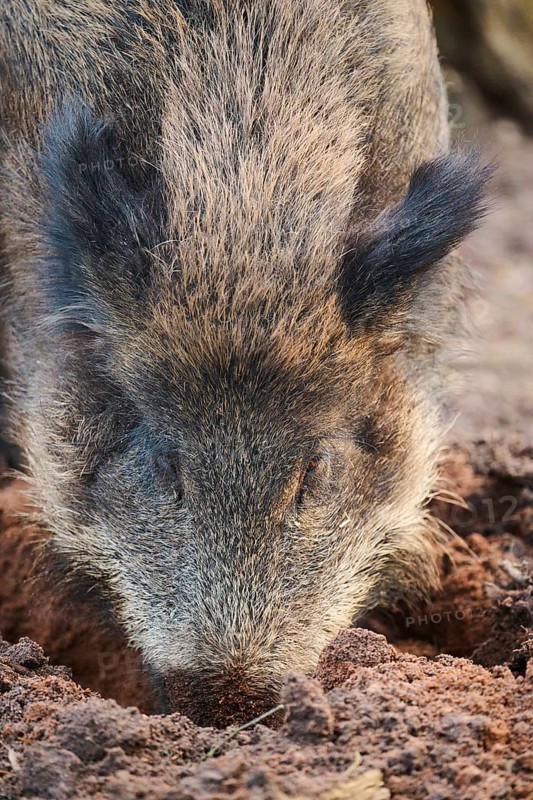 Wild boar (Sus scrofa) in a forest, portrait, Bavaria, Germany Europe