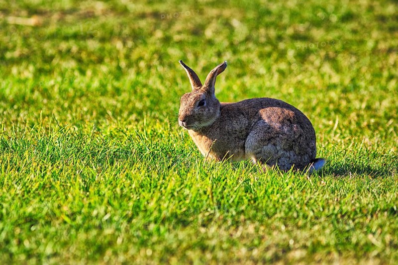 European rabbit (Oryctolagus cuniculus) in a meadow, St Mary's, Isles of Scilly, Cornwall, England, Great Britain