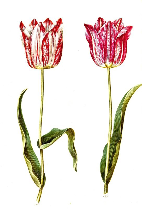 Garden tulip (Tulipa) gesneriana, Historic, digitally enhanced reproduction of an original from the period