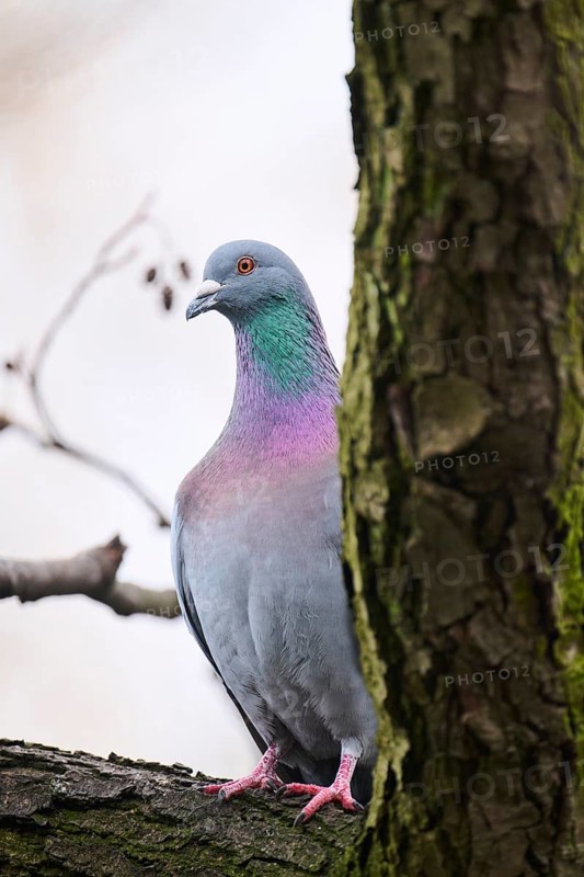 Feral pigeon (Columba livia domestica) sitting on a branch, Bavaria, Germany Europe