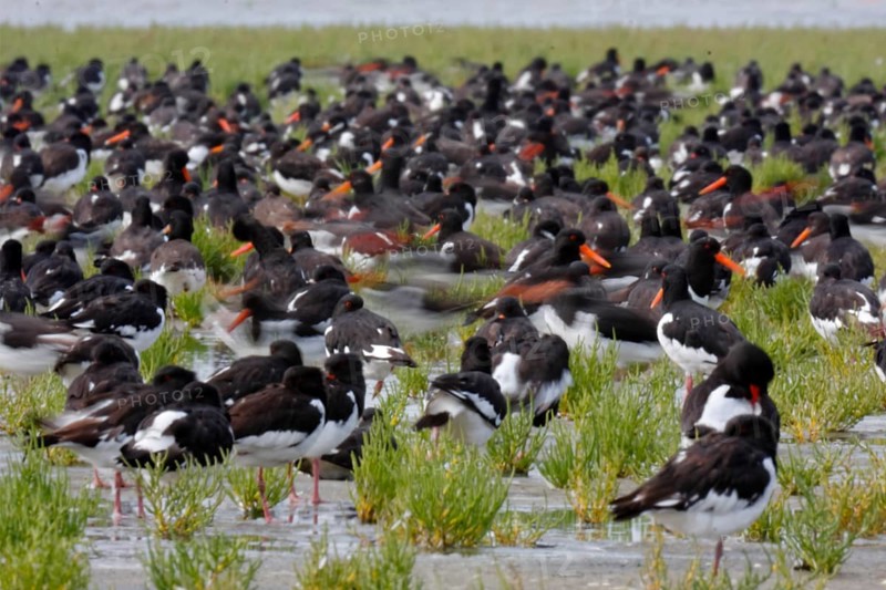Eurasian oystercatcher (Haematopus ostralegus), resting group in the salt marsh with motion blur, migration season, bird migration, Lower Saxon Wadden Sea National Park, East Frisian Islands, Lower Saxony, Germany, Europe