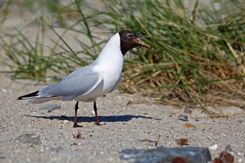 Black-headed Black-headed Gull (Chroicocephalus ridibundus), individual mating in the breeding colony, Lower Saxon Wadden Sea National Park, East Frisian Islands, Lower Saxony, Germany, Europe