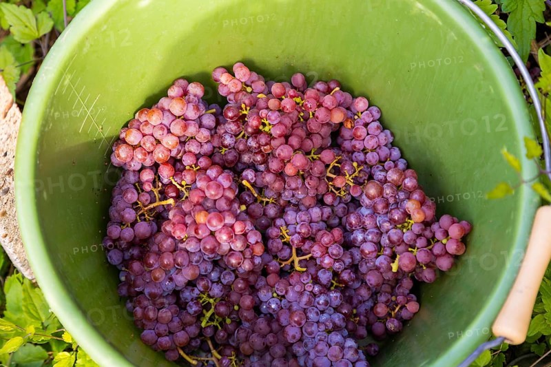 Saxon State Winery Schloss Wackerbarth invites the press to the grape grape harvest in the Goldener Wagen vineyard in Radebeul. Here, the winegrowers harvest the grapes for the Traminer Spätlese of the 2022 vintage in Saxony's premium location