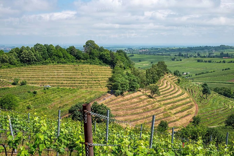View over vineyards, Kastanienbusch vineyard, Birkweiler, German or Southern Wine Route, Southern Palatinate, Palatinate, Rhineland-Palatinate, Germany, Europe