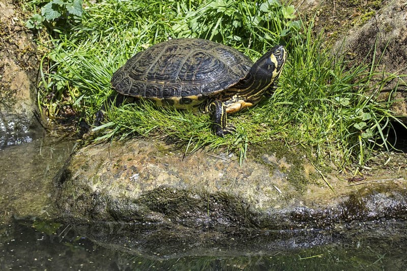 Yellow-bellied slider (Trachemys scripta scripta), land and water turtle native to the southeastern United States