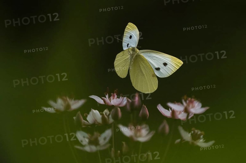 Small white (Pieris rapae) approaching flowering rush (Butomus umbellatus), Hesse, Germany, Europe