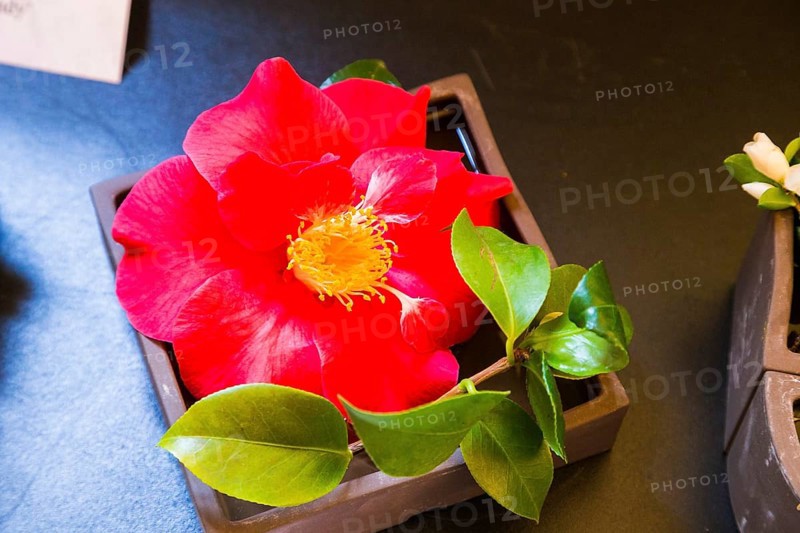 Zuschendorf Country Castle Camellia Show
