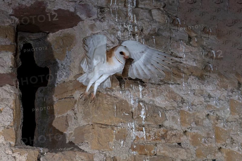 Common barn owl (Tyto alba) with captured mouse, Bitburg, Rhineland-Palatinate, Germany, Europe