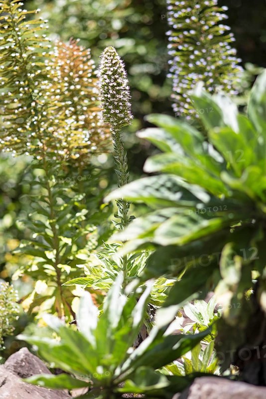 Viper's-bugloss (Echium) in the Botanical Garden Jardin Canario Visitas, Las Palmas, Las Palmas Province, Gran Canaria, Canary Islands, Spain, Europe