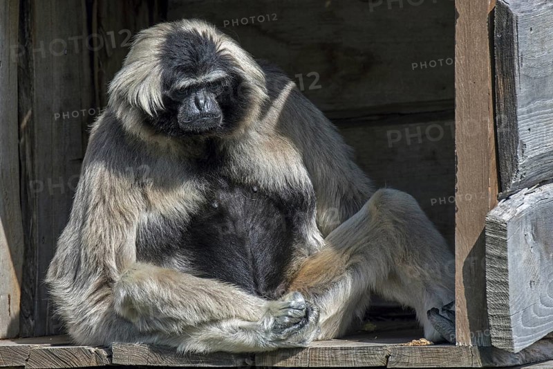 Captive pileated gibbon (Hylobates pileatus) female in zoo, zoological garden, endangered primate native to Thailand, Cambodia and Laos