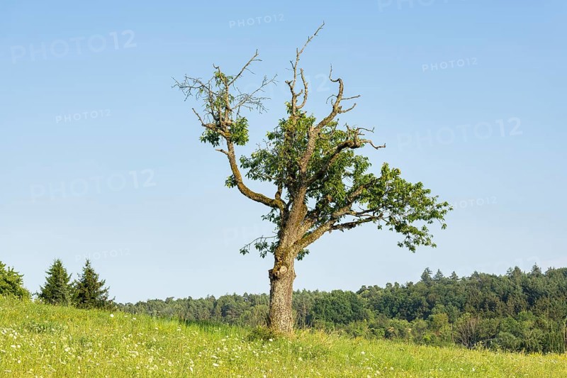 Old cherry tree in summer meadow, forest, Baden-Württemberg, Germany, Europe