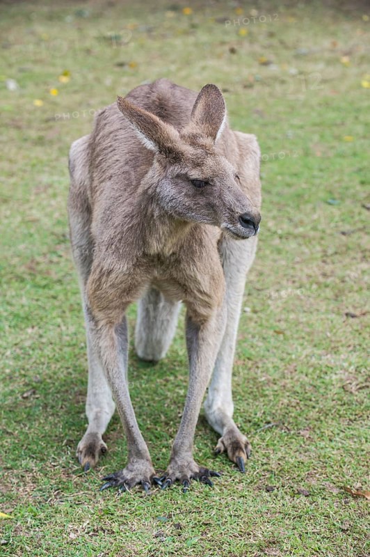 Kangaroo (macropods), Lone Pine sanctuary, Brisbane, Queensland, Australia, Oceania