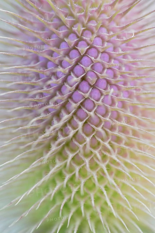 Wild teasel (Dipsacus fullonum), inflorescence in front of flowering, close-up, North Rhine-Westphalia, Germany, Europe