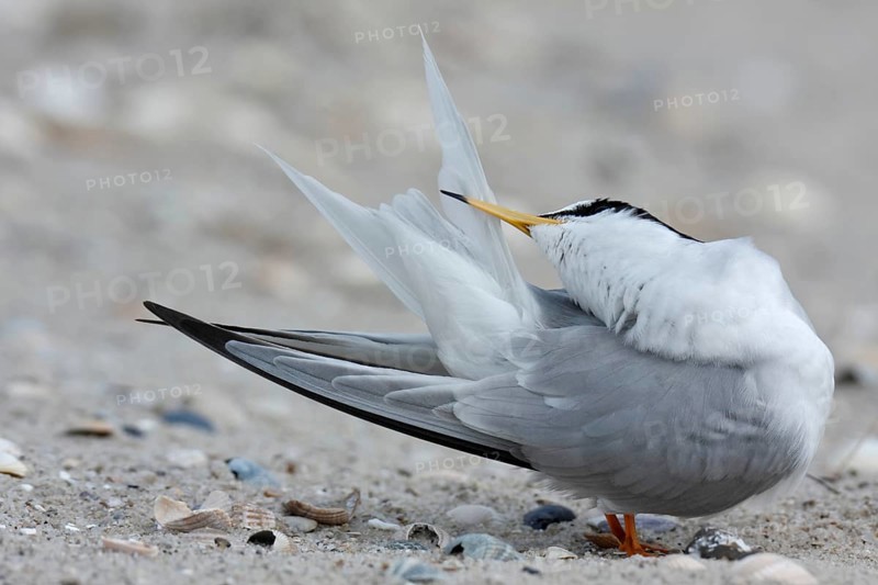 Little Tern (Sternula albifrons), grooming its feathers on the beach, Lower Saxony Wadden Sea National Park, East Frisian Islands, Lower Saxony, Germany, Europe