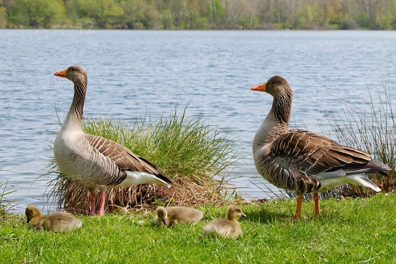 Two greylag geese (Anser anser) with chicks at Lake Vienenburg, Vienenburg, Goslar, Harz, Lower Saxony, Germany, Europe