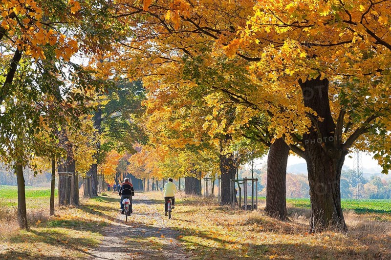 (Copyright Â© www.dresden fotografie.de) (Sylvio Dittrich) (+49 1772156417) Allee in Hermsdorf in autumn