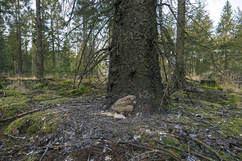 Eurasian eagle owl (Bubo bubo) chick, owlet with prey in exposed nest on the ground at base of pine tree in coniferous forest