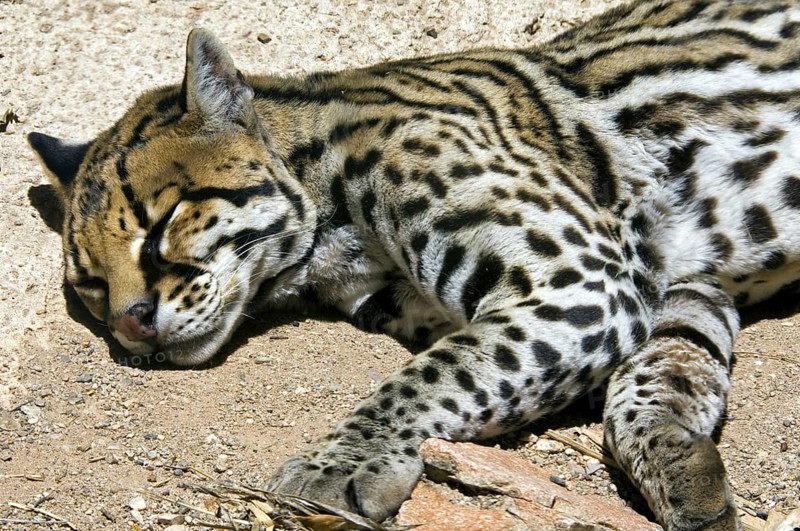 Ocelot (Felis pardalis) wild cat native to South and Central America, sleeping in Sonoran desert, Arizona, US